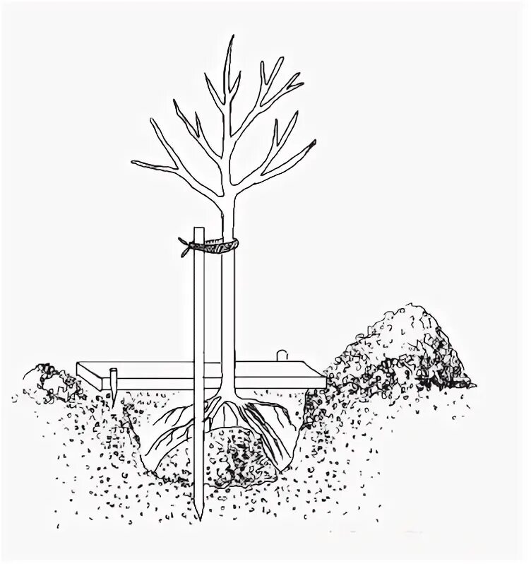 Когда сажать вишню весной. Корневая шейка у рододендрона. Опора для саженцев деревьев. Посадка вишни. Размер ямы для посадки вишни.