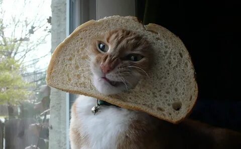 Kitty you can has cheezburger