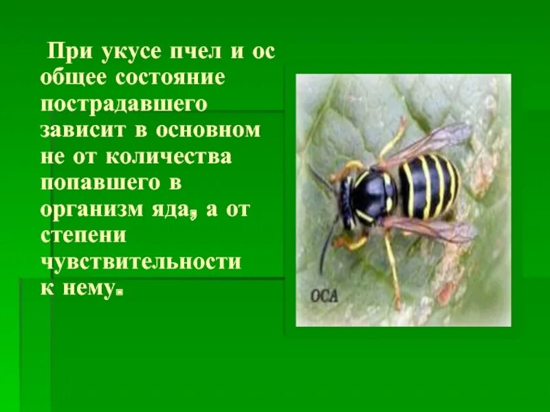 Помощь при укусе пчелы или осы. Укусы насекомых и защита от них. первая помощь при укусе пчел и осы.