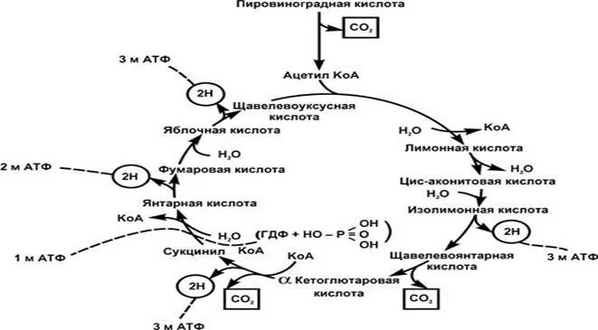 Цикл Кребса пировиноградная кислота. Цикл Кребса в матриксе митохондрий. Окисление глицерола в тканях до со2 и н2о (схема). Схема окисления ацетил КОА до со2 и н2о. Превращение ацетил коа