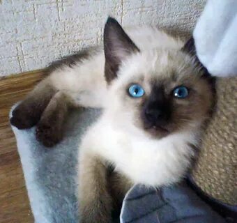 Бесплатные котята сиамская