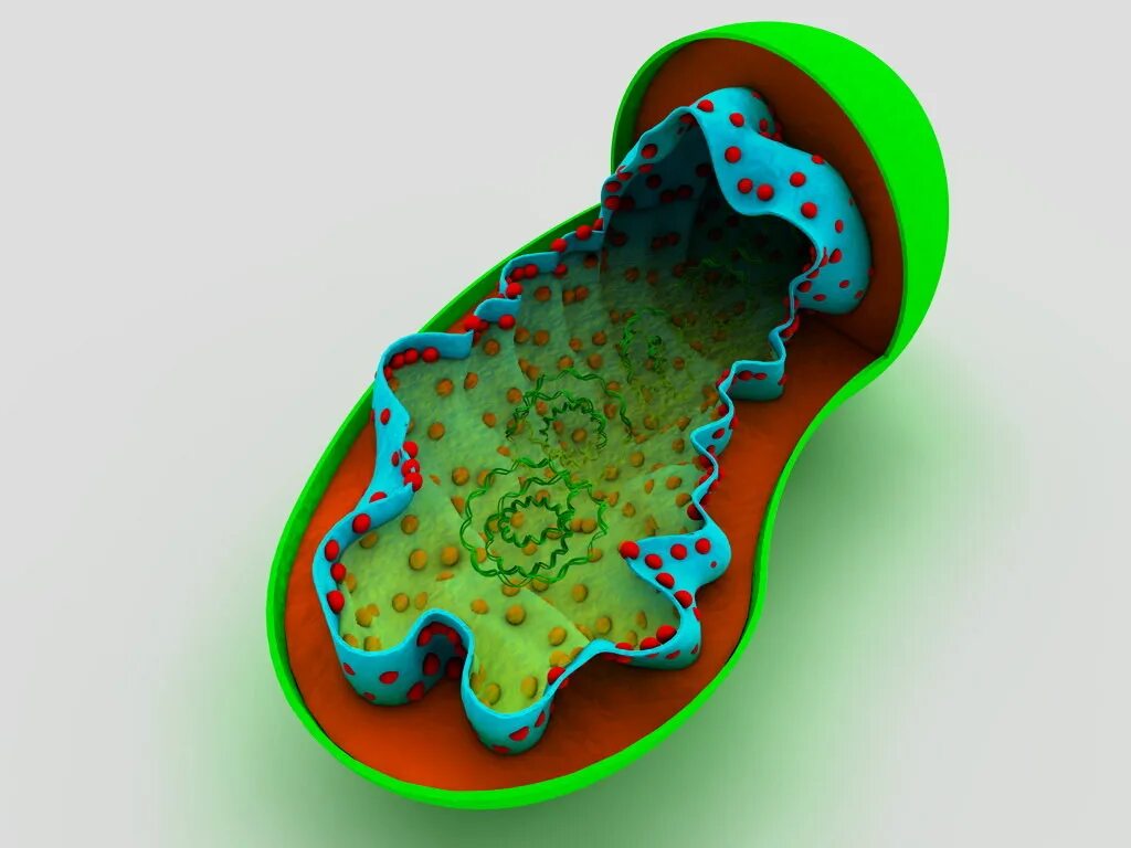 Mitochondrium. Митохондрии 3d. Митохондрия 3d 2022. Митохондрия макет.