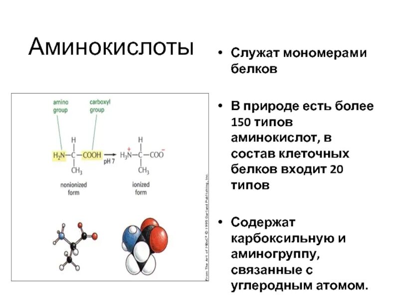 Количество белковых аминокислот. Аминокислоты. Белки аминокислоты. Аминокислоты в белках. Аминокислоты структурные мономеры белков.