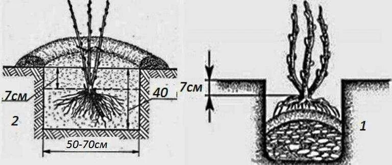 Схема посадки крыжовника. Посадка крыжовника корневая шейка. Корневая шейка у крыжовника. Крыжовник схема посадки кустов.