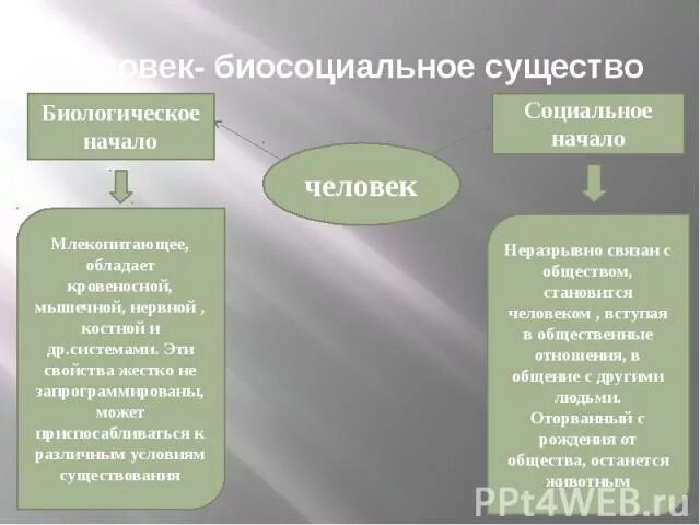 Человек биосоциальное существо таблица. Человек биосоциальное существо. Человек биосоциальное существо схема. Презентация на тему человек существо биосоциальное.