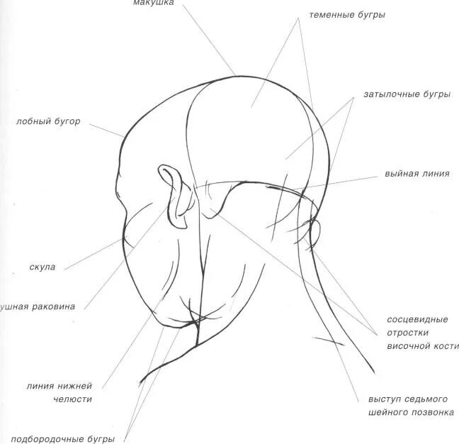 Строение головы макушка. Затылочные Бугры на голове.