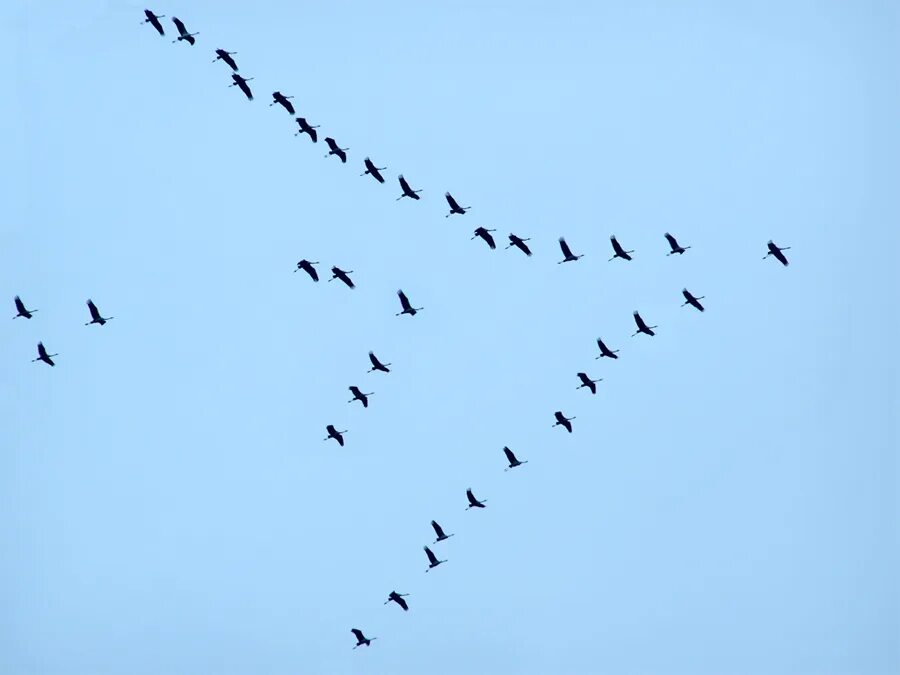 Песня журавли караваном все на юг улетают. Перелётные птицы журавлиный Клин. Перелетные птицы летят клином. Стая птиц.