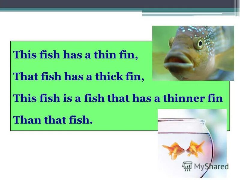 This fish has. This Fish has a thin fin that Fish has a thick fin. This Fish has a thin. This Fish has a thin fin скороговорка. That Fish has a fat fin скороговорка.