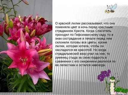 Лилия описание цветка