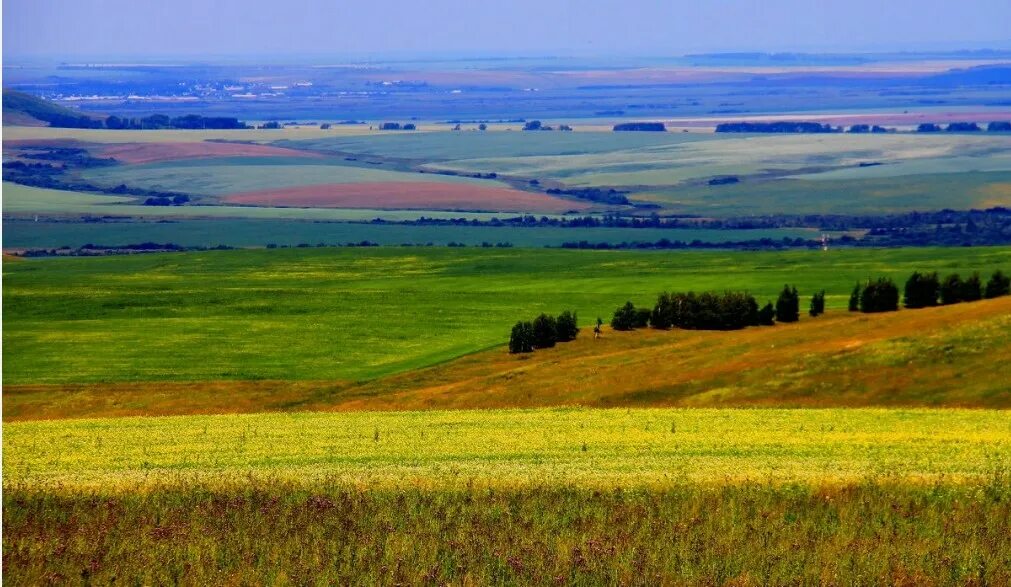 Кулундинская степь в алтае. Уймонская долина горный алтай. Равнинный алтай фото. Степи алтайского края. Алтайский край природа равнины.