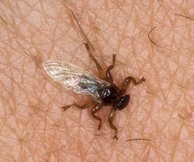 Оленьи кровососки что