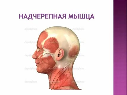 Прикрепление надчерепной мышцы