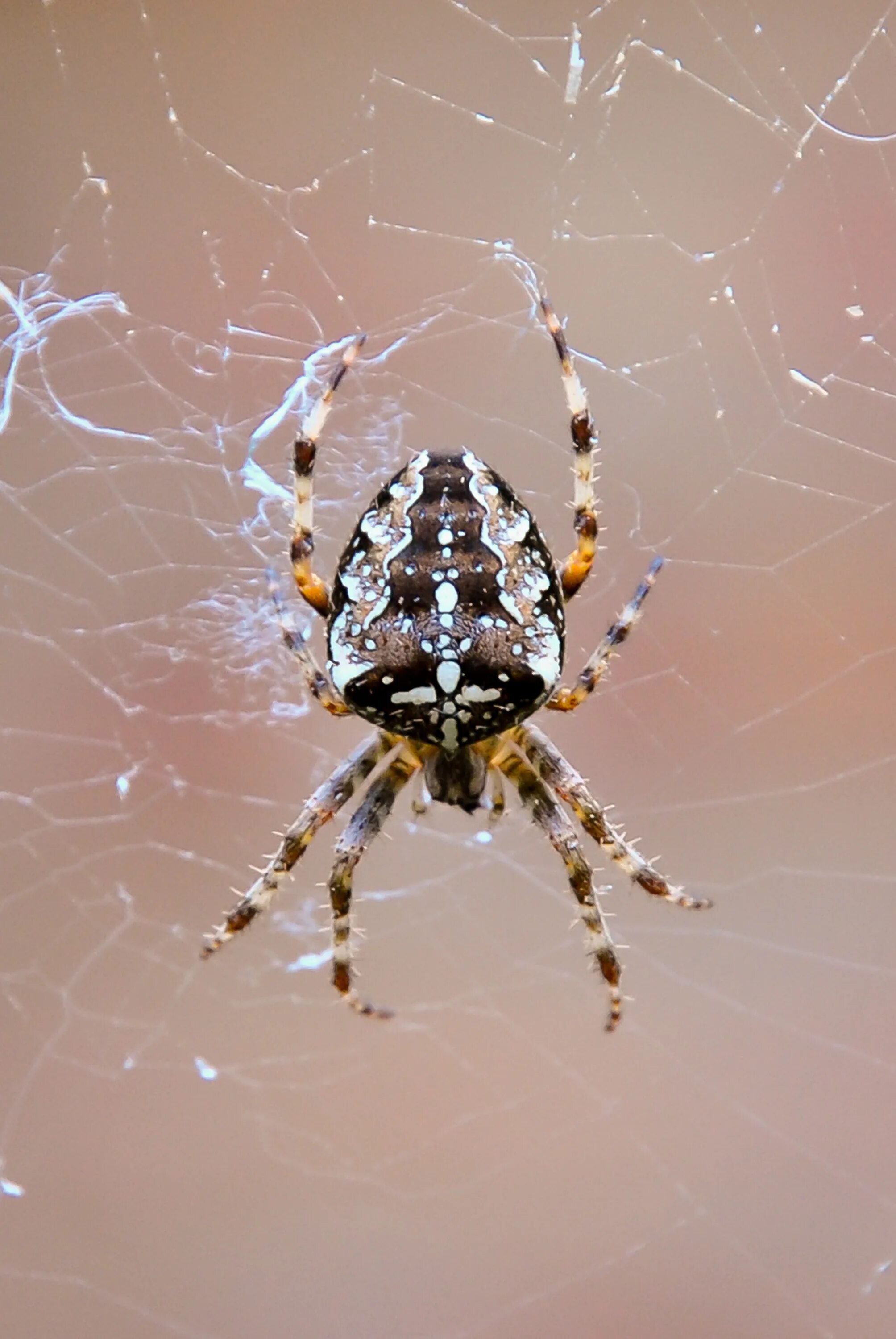 Araneus cavaticus. Мраморный крестовик паук. Паук с крестиком. Паук с крестом. Паук крестовик зябкий.