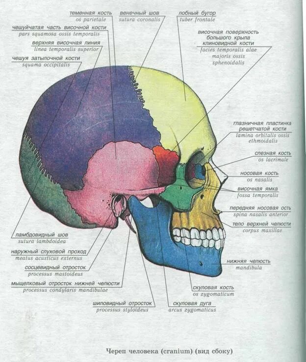 Таламус головного мозга. Кто такой бугор. Бэровский бугор чертово городище. Кто такой бугор. Структуры головного мозга таламус.