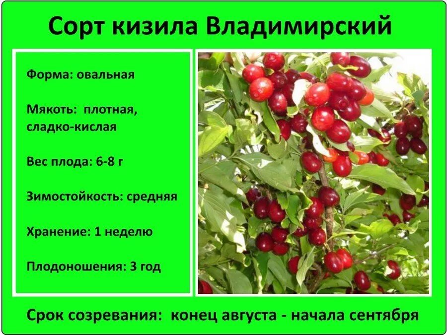 Кизил Владимировский. Кизил сорт Владимирский. Кизил описание растения. Кизил фото и описание.