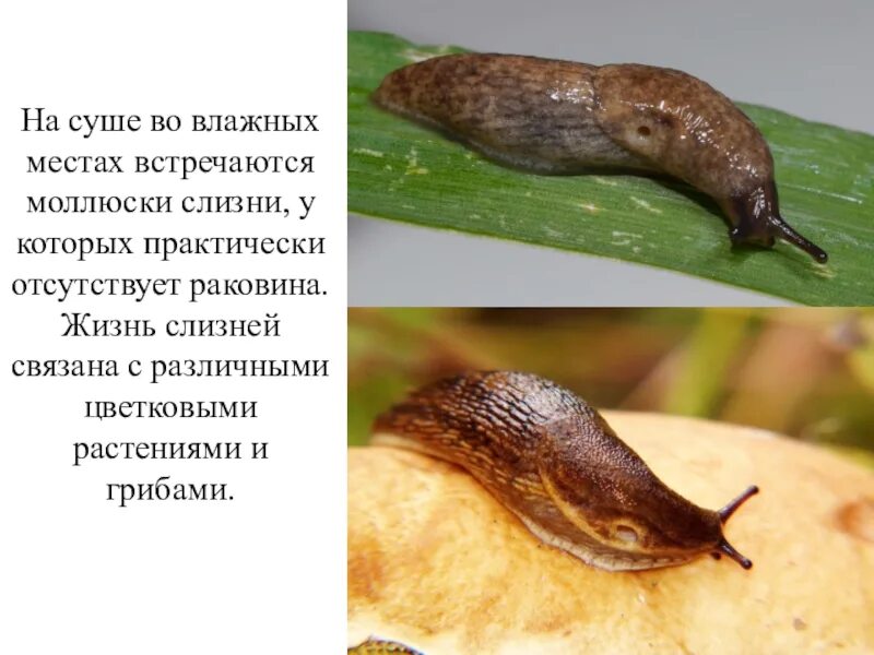 Отсутствием какого важного элемента отличается слизень