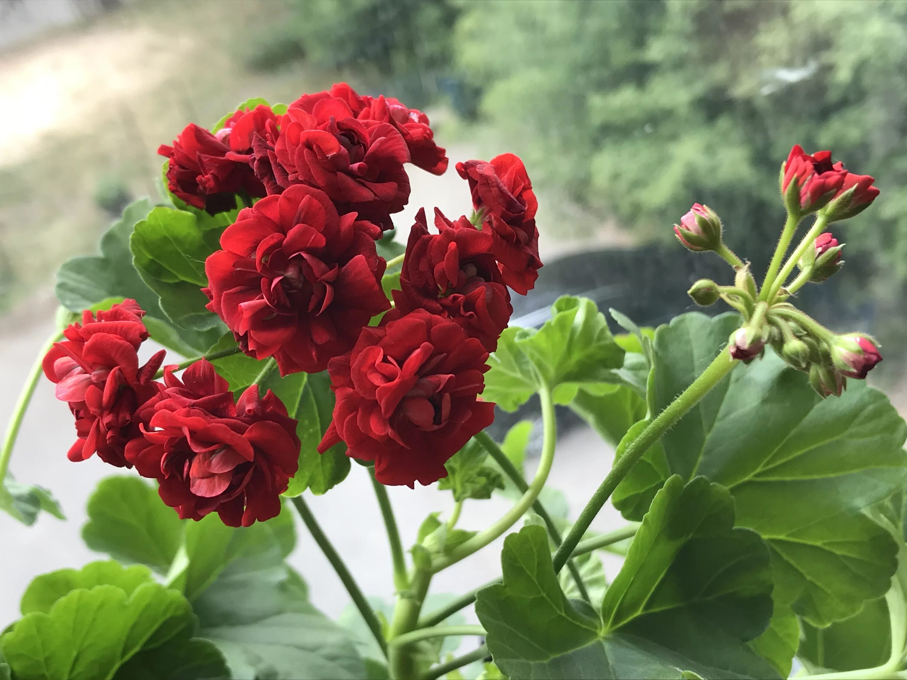 пеларгония розебудная сутарве. пеларгония ungarisk. ю дикая роза пеларгония. пеларгония розочкой. пеларгония ю кадриль.