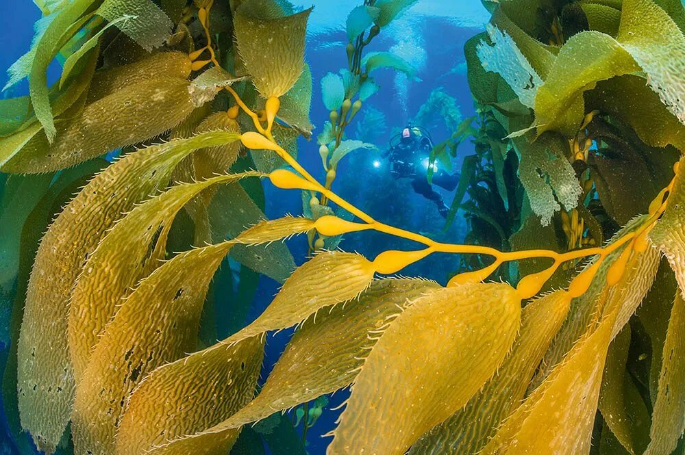 Бурые водоросли являются самыми глубоководными водорослями. Макроцистис грушевидный. Бурая водоросль (Macrocystis pyrifera),. Макроцистис грушевидный келп. Макроцистис индийский океан.