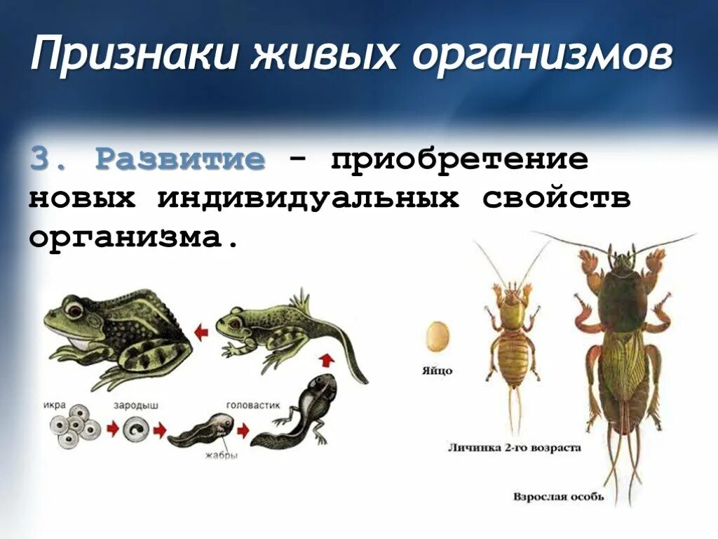 Развитие свойство живого организма