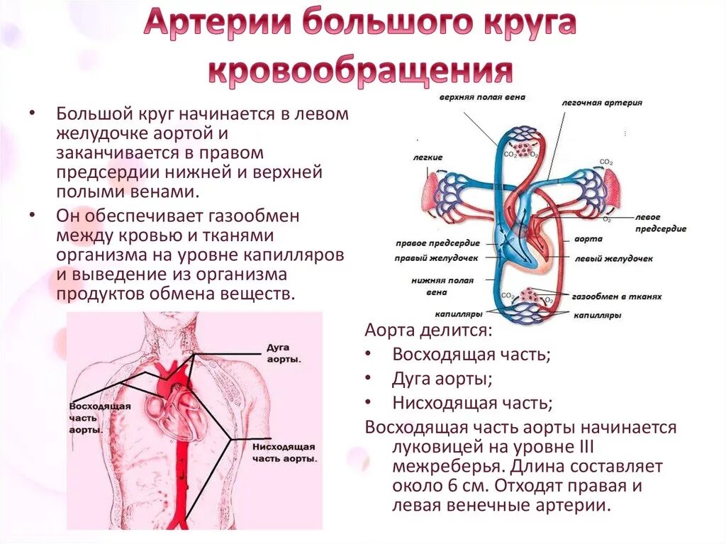 Схема большого круга кровообращения в организме человека. Структурно-логическая схема вены большого круга кровообращения. Магистральные сосуды большого круга кровообращения. Большой и малый круг кровообращения . Артериальная и венозная системы.