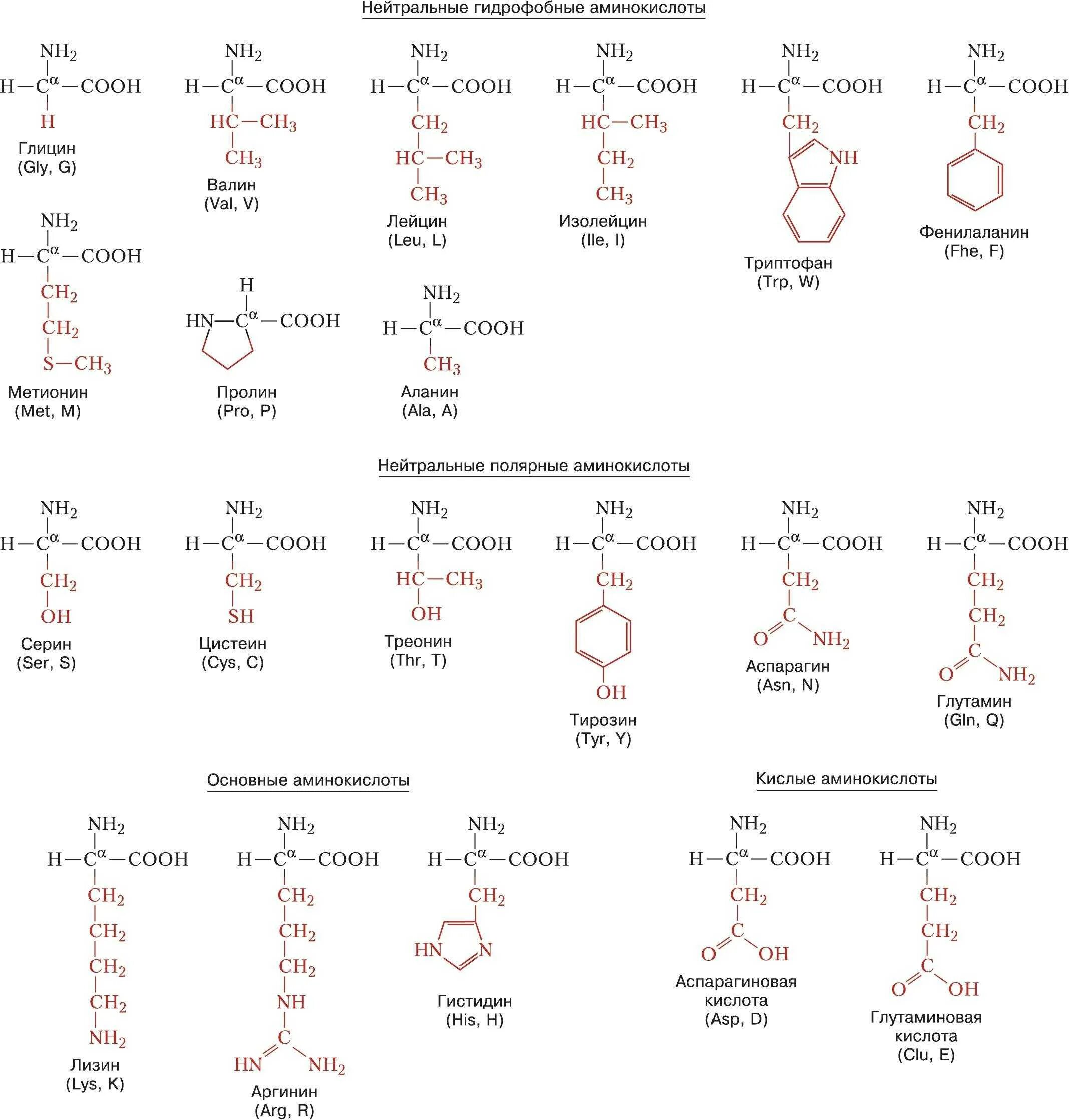 10 формул аминокислот. Таблица 20 аминокислот химия. Формулы 20 аминокислот таблица. Аминокислоты 20 основных названия. 20 Альфа аминокислот формулы.