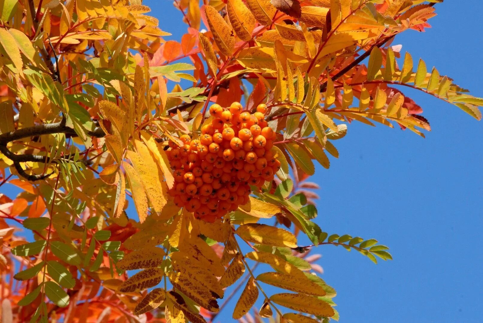 Рябина желтая дерево. Рябина Арнольда (Sorbus arnoldiana) “Golden Wonder”. Рябина Арнольда Голден Вандер. Golden Wonder рябина. Рябина обыкновенная «Golden Wonder».