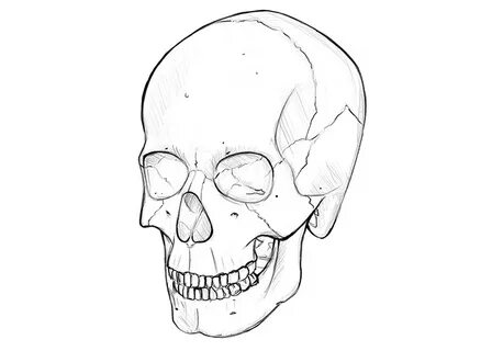 How to Draw a Skull: A Step-by-Step Guide - Udemy Blog