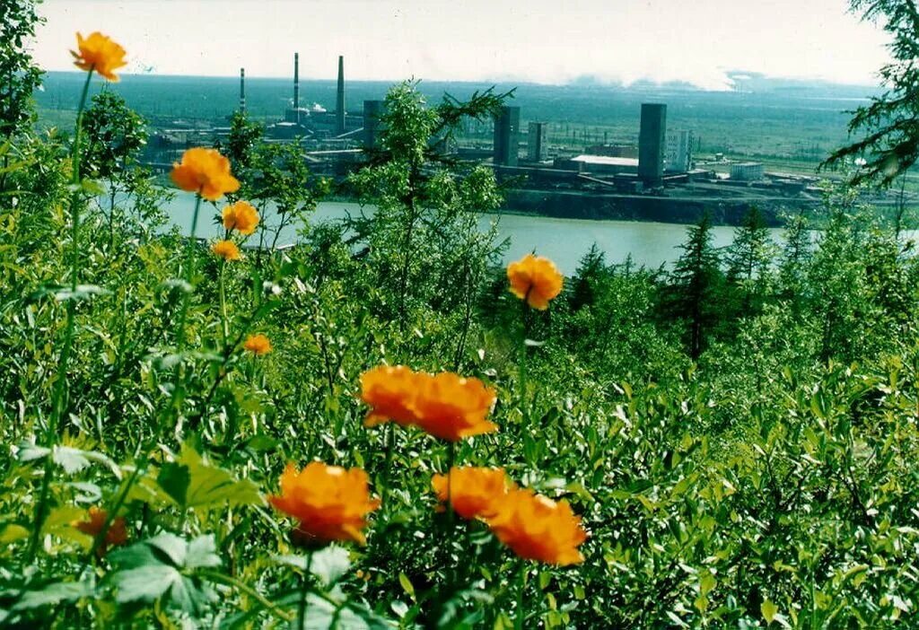 В тундре теплое лето. Жарки Таймыр. Норильск тундра летом. Норильск Цветущая тундра. Талнах тундра.