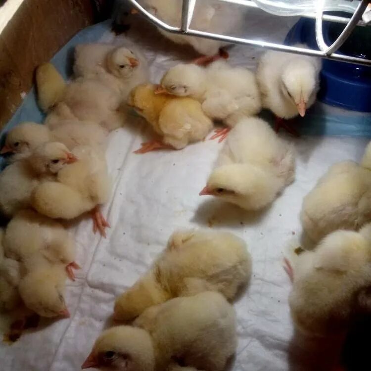 Цыплята первой недели. Цыплят суточных бройлеров. Цыплята суточные домашние. Доращивание цыплят.