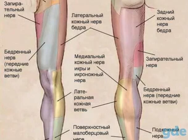 Кожно нервные. Медальный кожаный нерв икры. Латеральный бедренный кожный нерв. Боковой кожный нерв бедра. Латеральный нерв бедра.