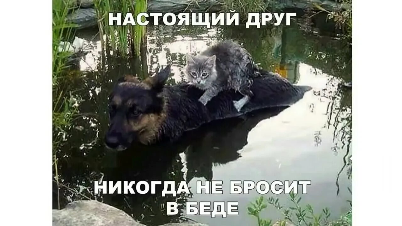 Лучший друг никогда не бросит. Не бросит в беде. Друг в беде. Друг в беде не бросит. Своих в беде не бросаем.