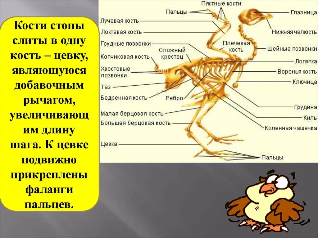 Строение птицы цевка. Строение кости птицы. Скелет птицы цевка. Скелет птицы и название костей.