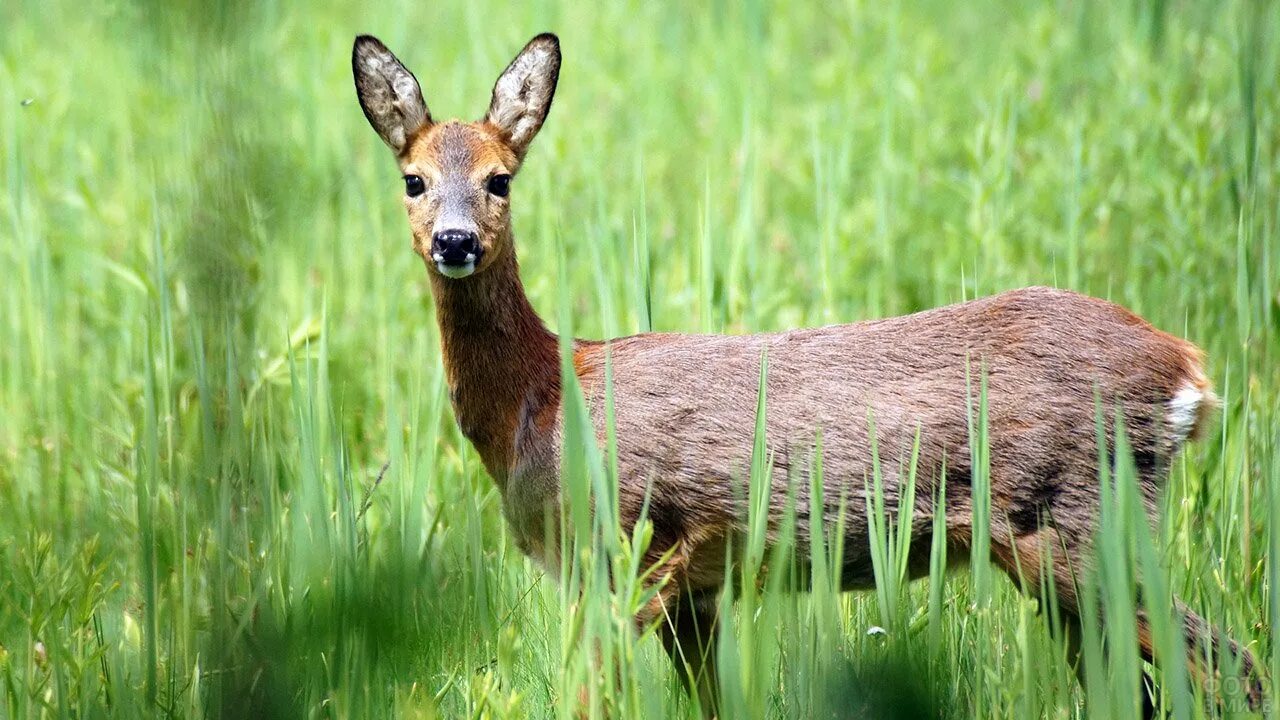 Европейская косуля. Косуля европейская (capreolus capreolus l.). Косуля Кавказская. Сычуаньская косуля. Косуля в какой природной