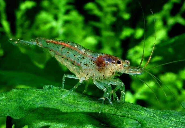 Креветки аквариумные виды. Креветка черри неокардина. Neocaridina heteropoda. Аквариумная креветка неокаридина. Креветка неокаридина Neocaridina heteropoda Wild.