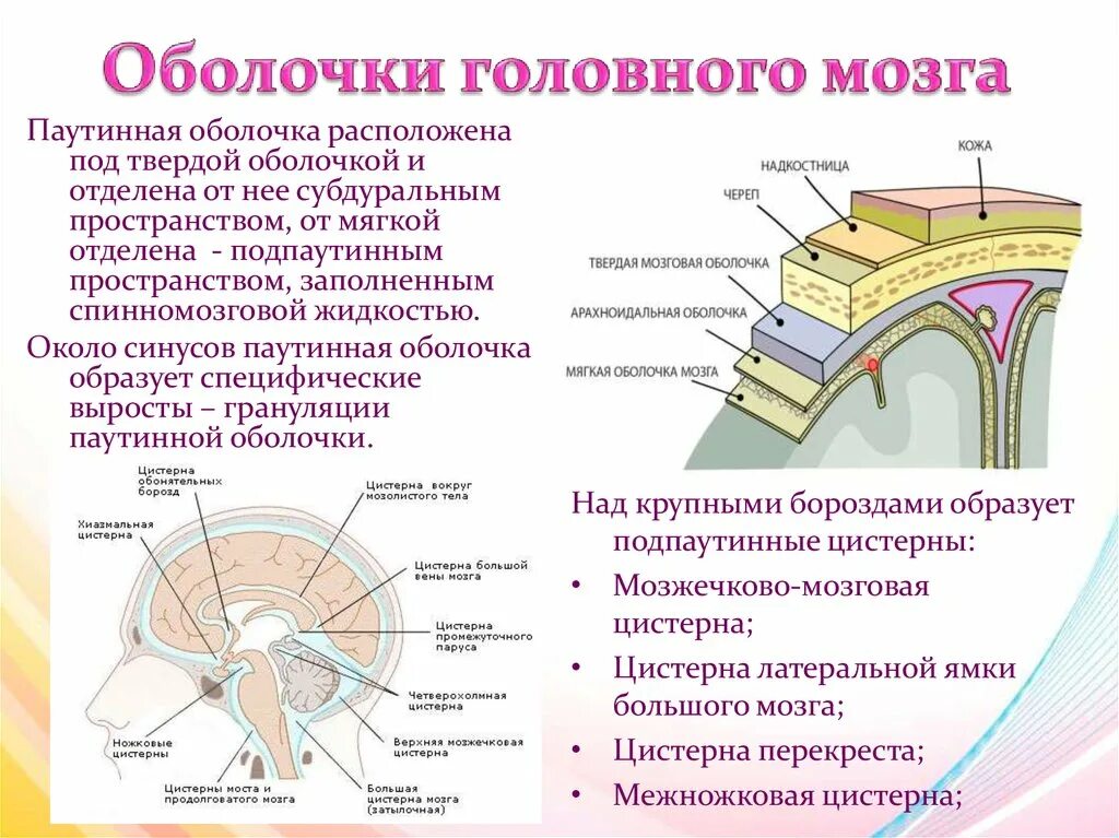 Три оболочки мозга. Оболочки головного мозга твердая паутинная и мягкая. Производные твердой мозговой оболочки головного мозга таблица. Оболочки спинного мозга и их функции таблица. Строение твердой мозговой оболочки гистология.