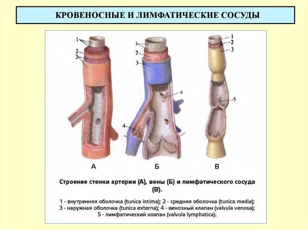 Строение вены рисунок. Строение стенки лимфатических сосудов. Строение лимфатических сосудов анатомия. Строение стенки лимф. Сосудов.. Строение вен кровеносные сосуды.