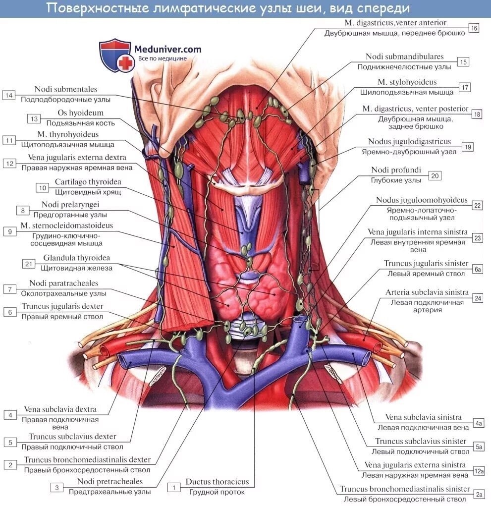 Строение головы и шеи человека спереди. Анатомическое строение шеи. Строение шеи и горла спереди. Лимфоузлы на языке