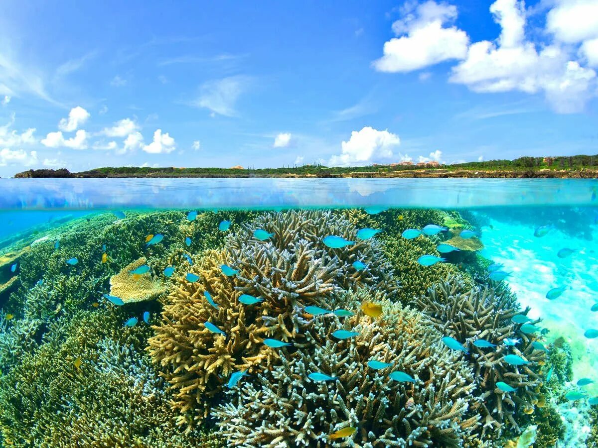 Окинава коралловые острова. Окинава коралловые рифы. Багамские острова коралловые рифы. Остров Окинава кораллы. Острова барьерного рифа