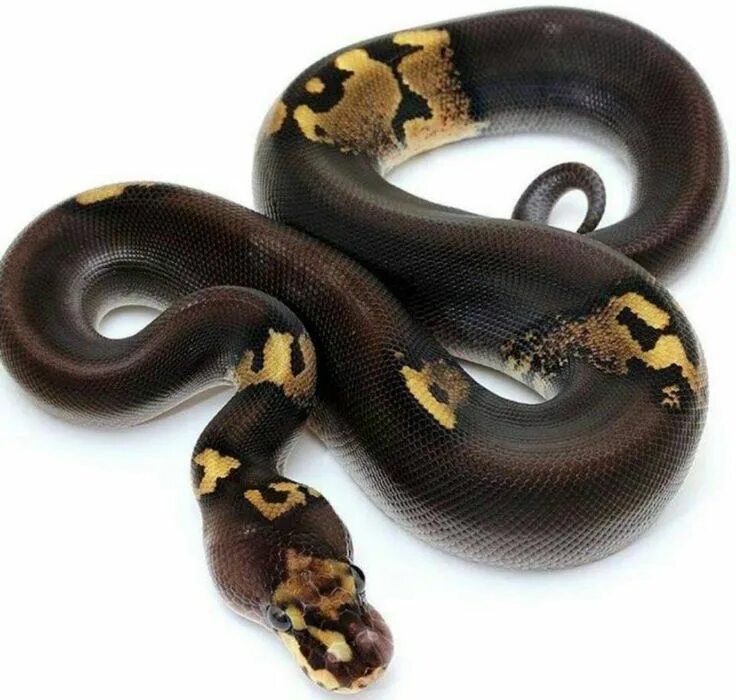 Pet python. Королевский питон морфы черный. Королевский питон super Black Pastel. Региус Королевский питон черный. Королевский питон Блэк пастель.