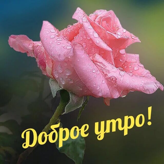 Цветы для анютки. С добрым утром аннушка. Доброе утро аня. С добрым утром аня. Цветы для анечки.