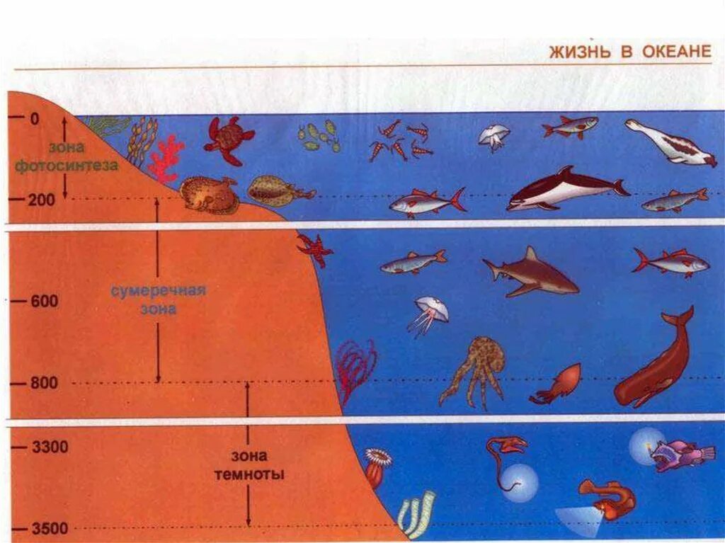 Зоны океана. Распределение жизни в океане. Морские обитатели в зависимости от глубины. Обитатели океана по глубине.