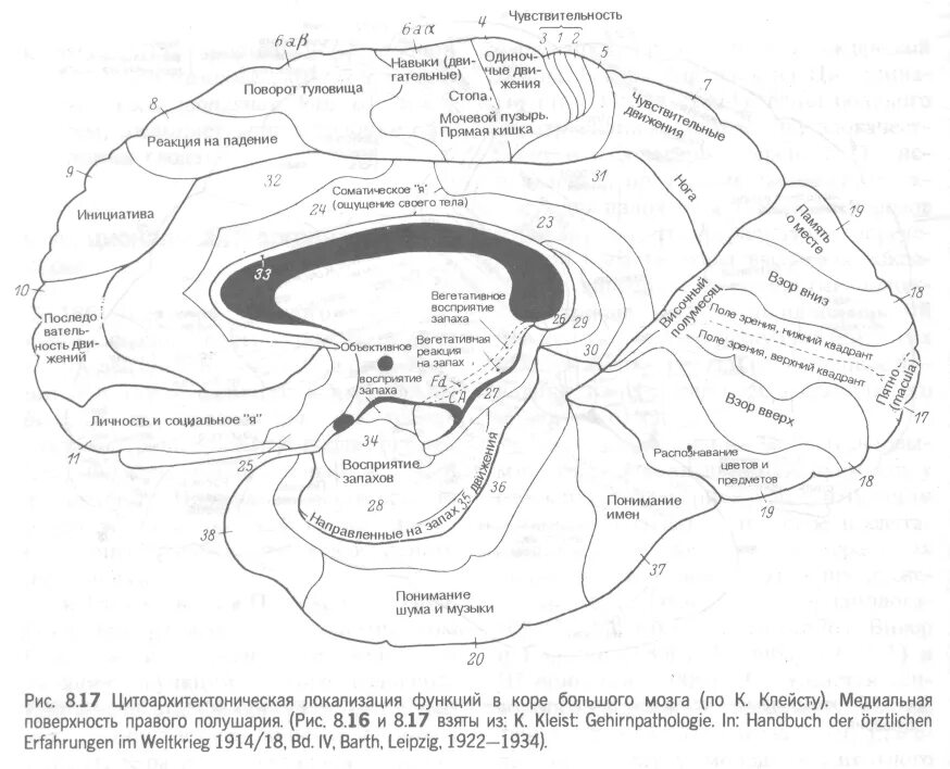К Клейст локализационная карта мозга. Локализация функций в коре Бродман. Карта локализации функций в коре головного мозга. Локализация психических функций в мозге