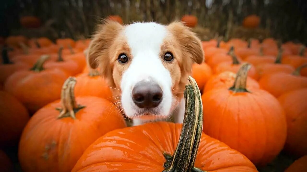 Корм для собак pumpkin. Собака и тыква. Собака осень тыква. Щенок тыква. Фотосессия собак с тыквами.