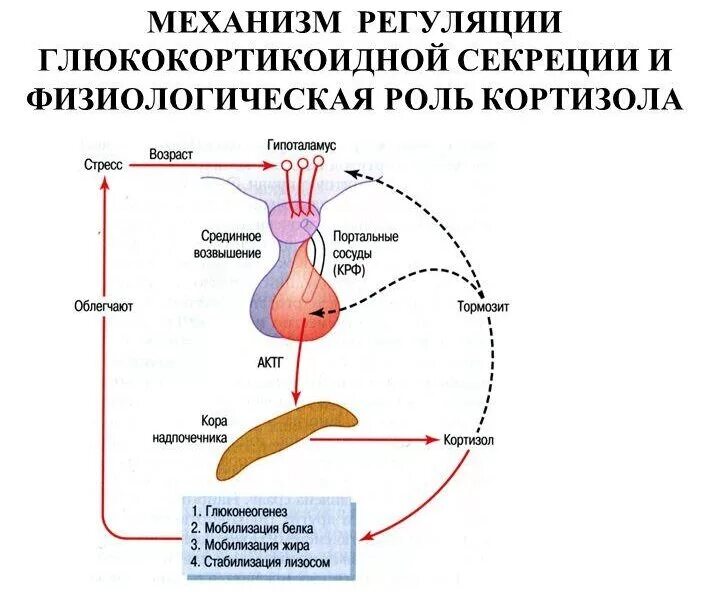 Гормоны стресса надпочечников. Механизмы регуляции секреции кортизола. Механизм действия гормонов надпочечников схема. Механизм регуляции синтеза и секреции кортизола. Механизм действия кортизола схема.