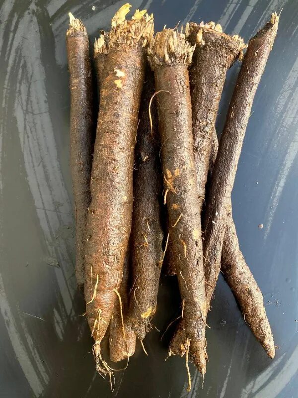 сгореть корень. сгореть корень. сгореть корень. выжигание пней без корчевания. фитофторозная корневая гниль клубники.