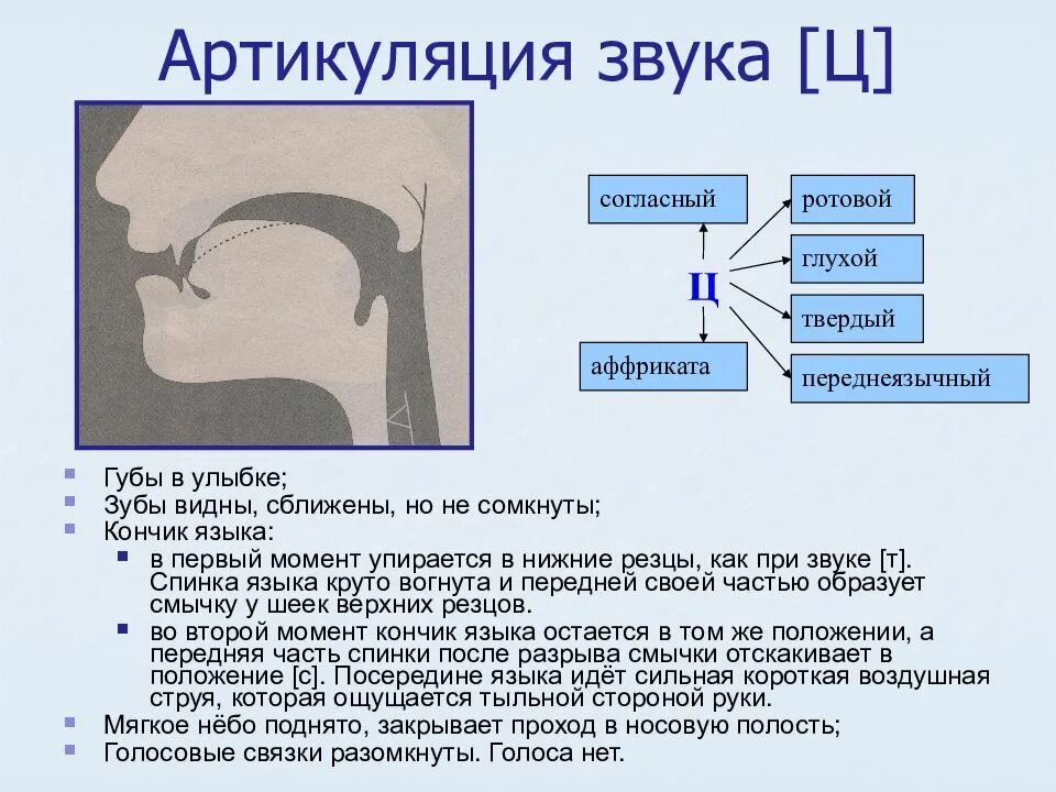 Буквам артикуляция. Правильная артикуляция звука ц. Характеристика звука ц. Артикуляционный профиль звука ц. Характеристика звука ц в логопедии.