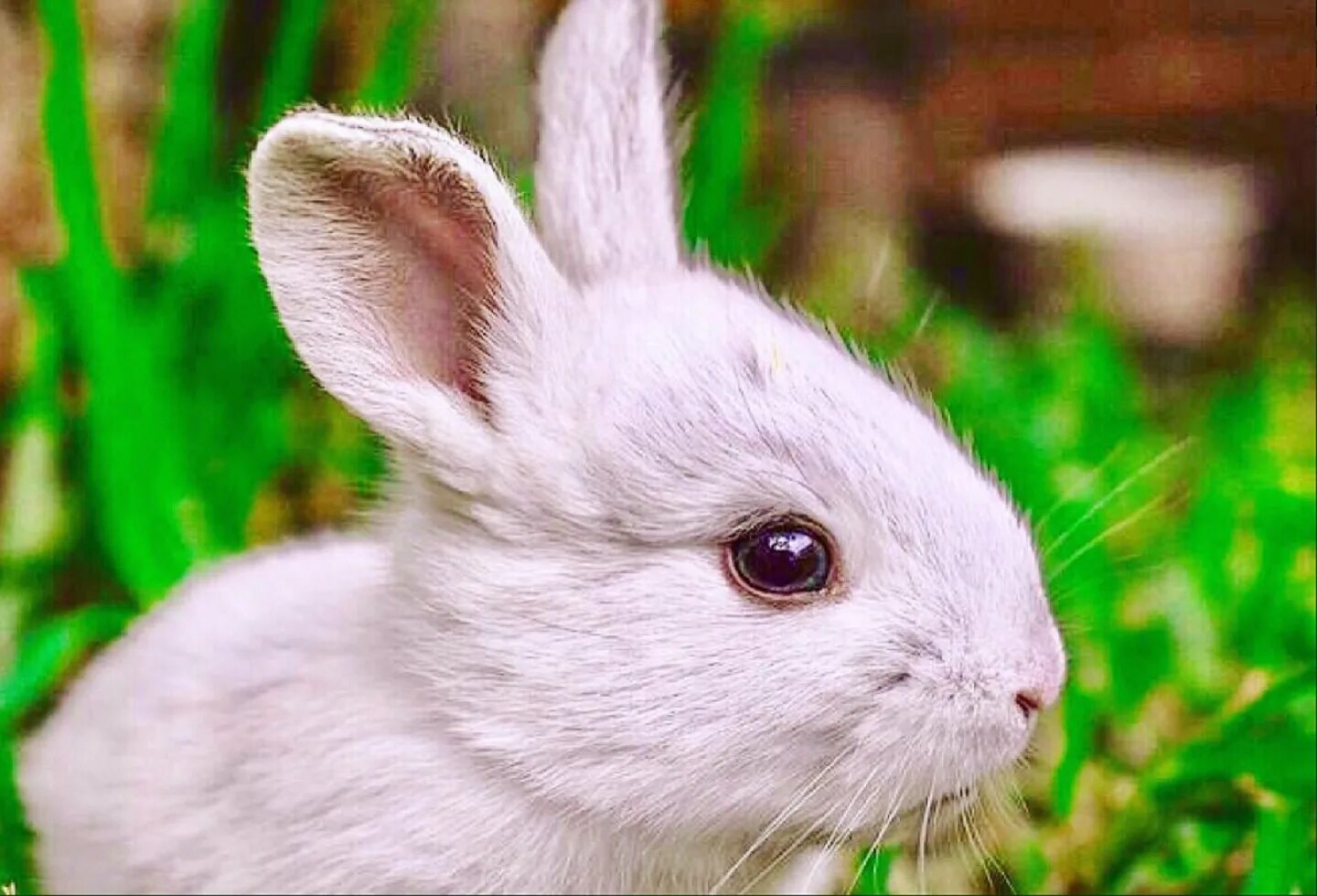 Белый декоративный кролик. Маленький белый кролик. Крольчонок.