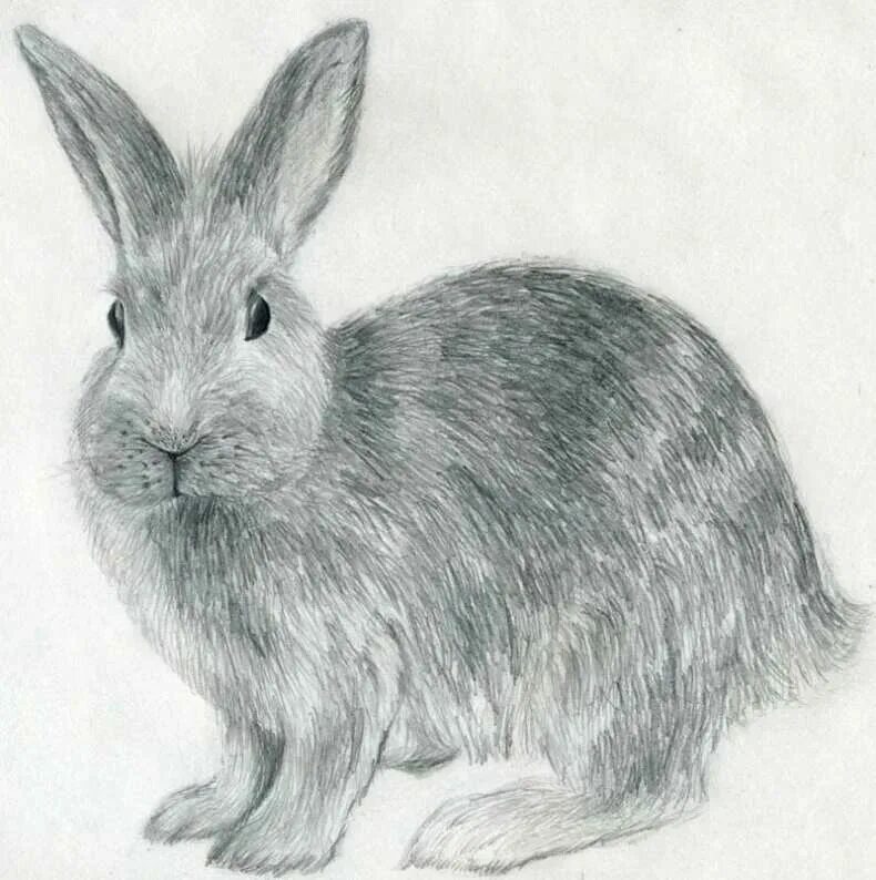 Нарисовать кролика карандашом. Кролик карандашом. Кролик рисунок. Животные карандашом. Кролик рисунок карандашом.