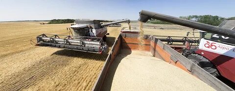 Красногвардейская зерновая
