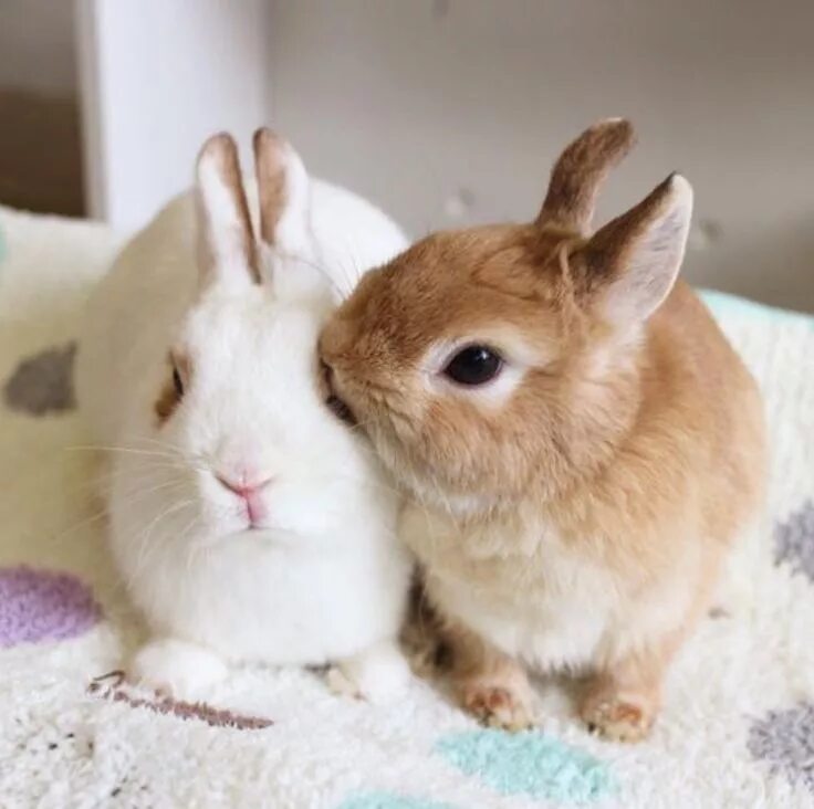 Валакас кроль. Красивые животные. Милые зайчики. Bunnies very. Bunnies very.